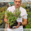 Можжевельник горизонтальный Андорра Компакт - 