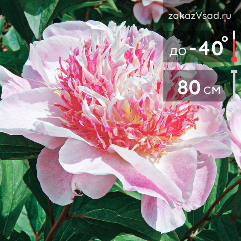 Купить саженцы цветов в интернет-магазине питомника