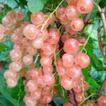 Смородина красная Голландская розовая - 