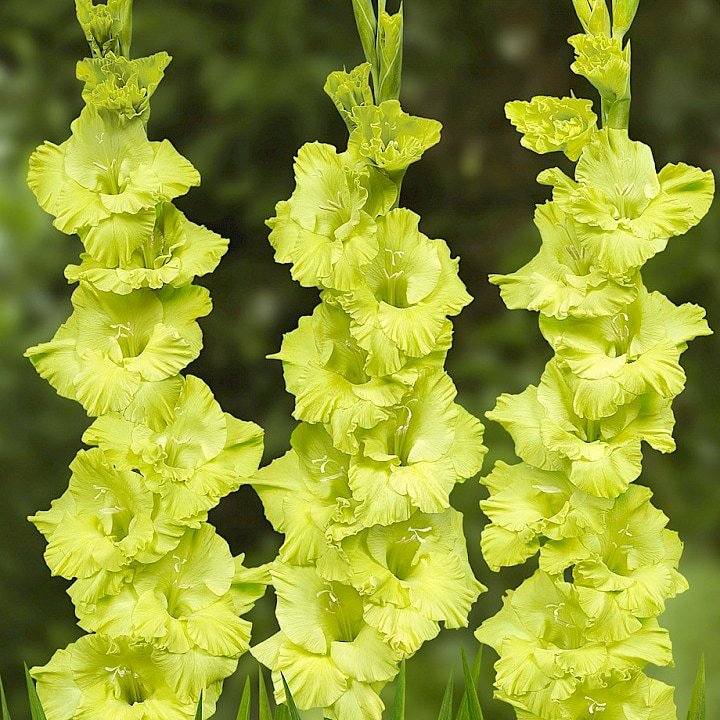 Гладиолус Грин Стар: сорт гладиолуса с зелеными цветками
