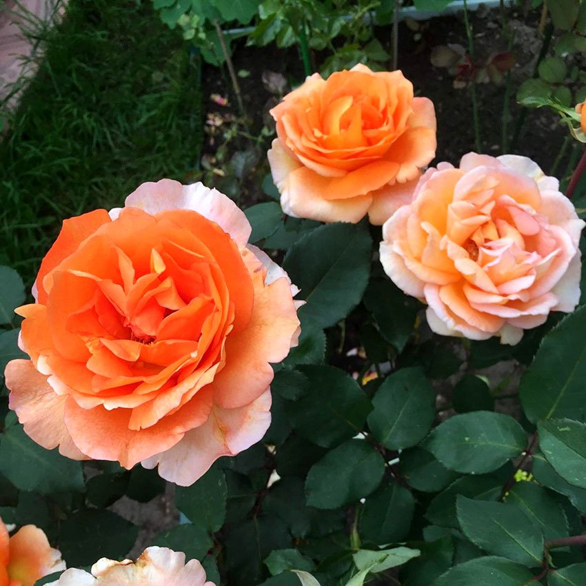 Многолетняя роза Луи де Фюнес