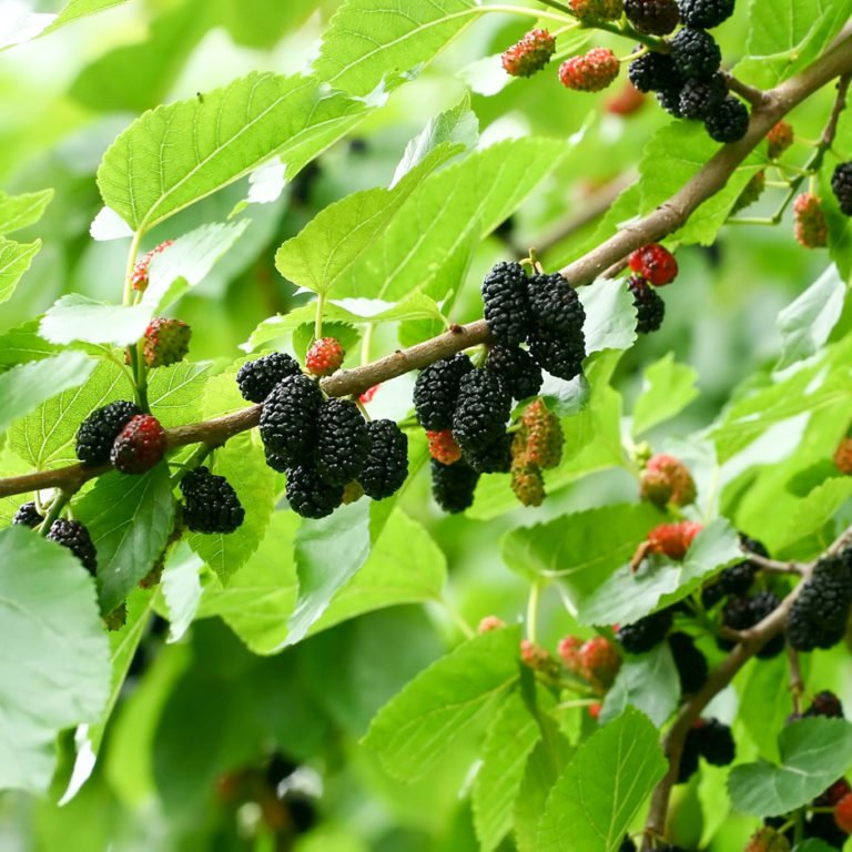 Тутовник шелковица. Шелковица черная (Morus nigra). Шелковица тутовое дерево. Шелковица Морус.