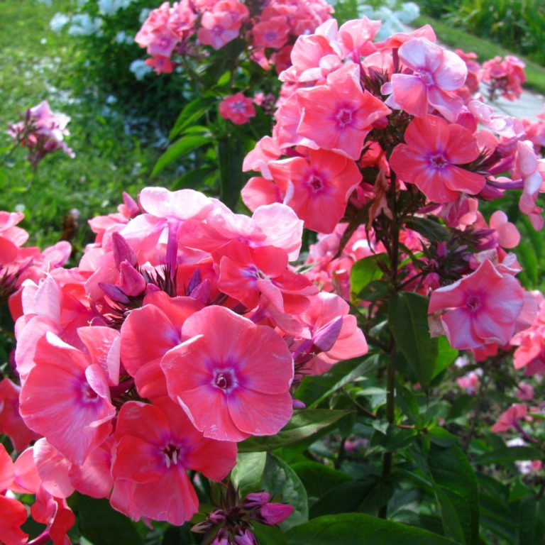 Купить саженцы цветов и трав в интернет-магазине питомника