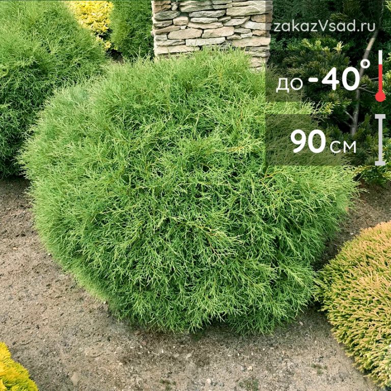 Туя Боулинг Болл купить в питомнике с доставкой