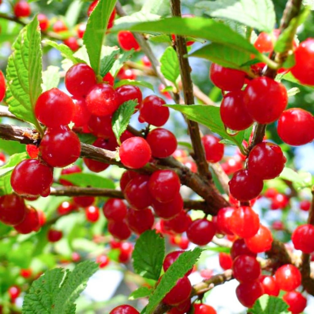 Вишня кустарник. Вишня войлочная томентоза. Вишня войлочная (Prunus tomentosa). Вишня войлочная Царевна. Вишня войлочная плодовые кустарники.