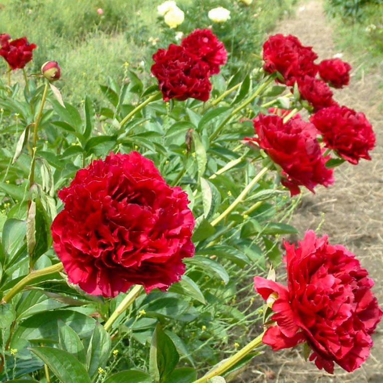 Купить саженцы цветов в интернет-магазине питомника