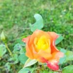 Роза флорибунда Самба
