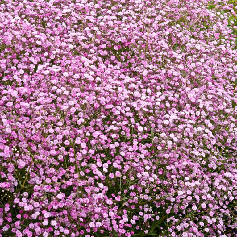 Гипсофила ползучая розовая фото