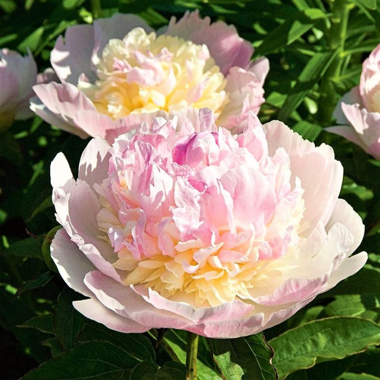 Пионы купить саженцы, корни в интернет-магазине питомника