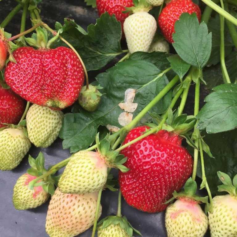 Саженцы плодовых деревьев и кустарников купить