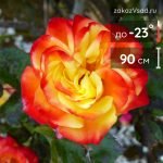 Роза флорибунда Самба - 