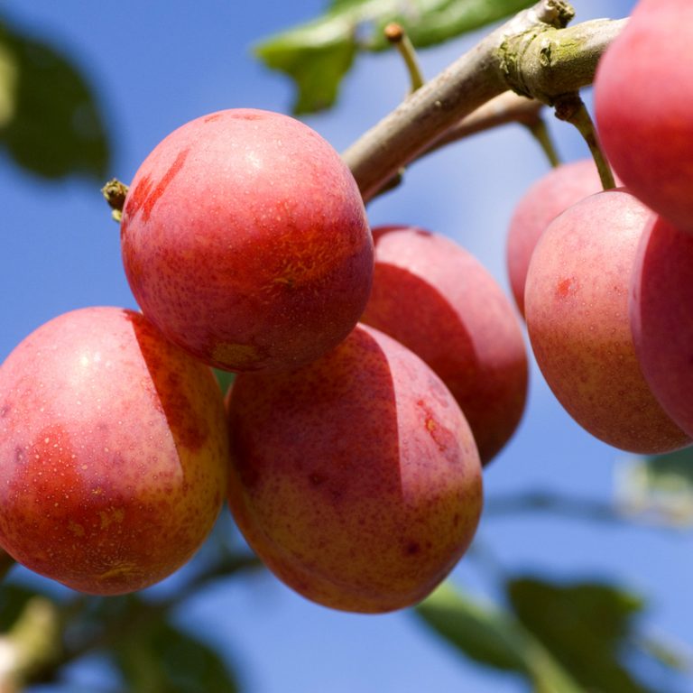 Абрикос Саратовский Рубин дерево. Гибрид слива персик абрикос шарафуга.