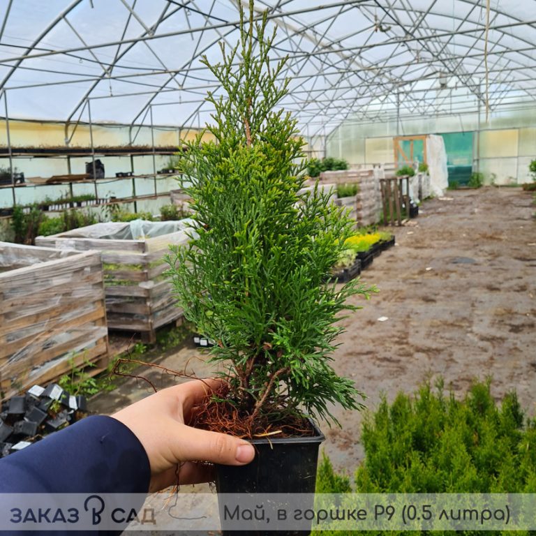 Туя Смарагд купить на Вайлдберриз сажены из питомника