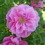 Роза морщинистая Свит Аделин - 46-38-6803
