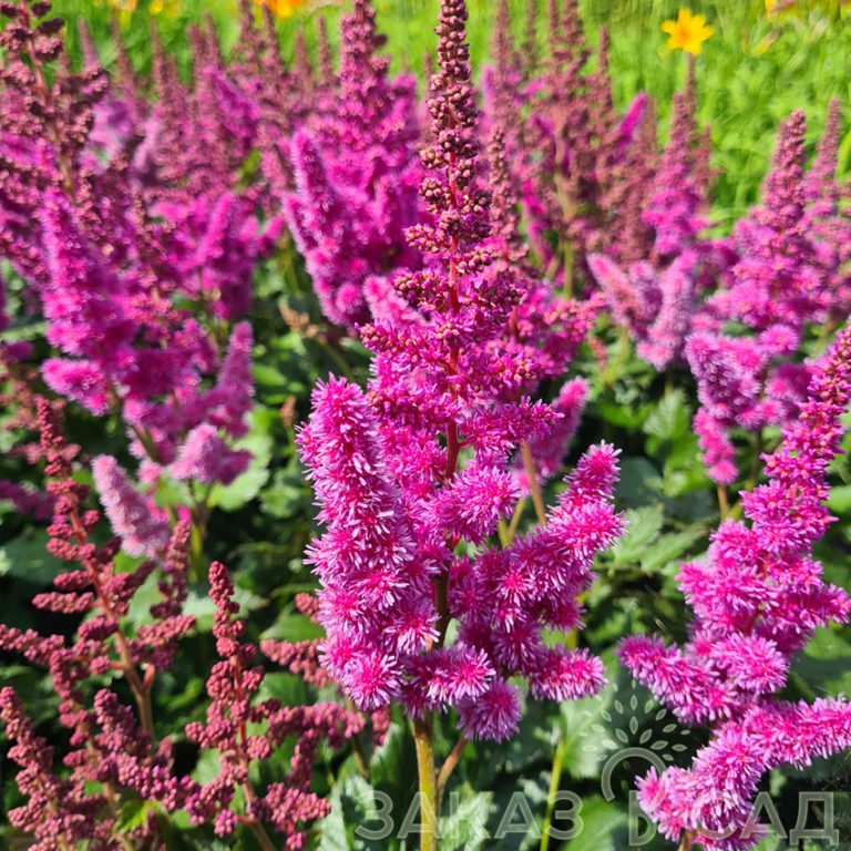 Купить саженцы цветов в интернет-магазине питомника