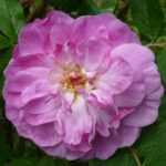Роза морщинистая Васагейминг - 