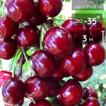 Вишня среднеспелая Жуковская - 