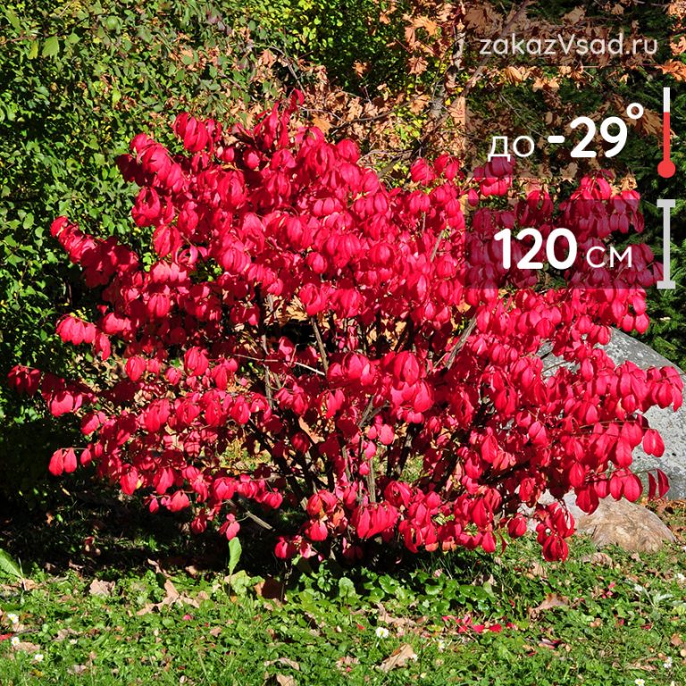 Бересклет Компактус - купить саженцы с доставкой по России