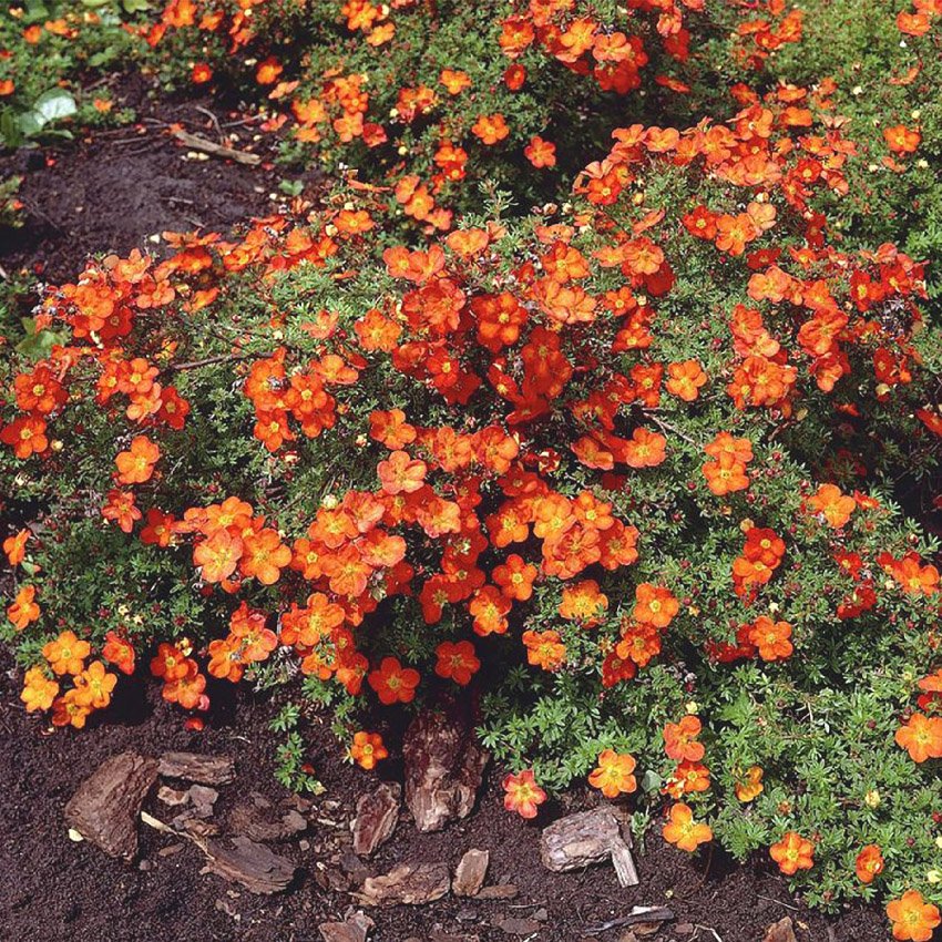 Оранжевые цветы с черными крапинками