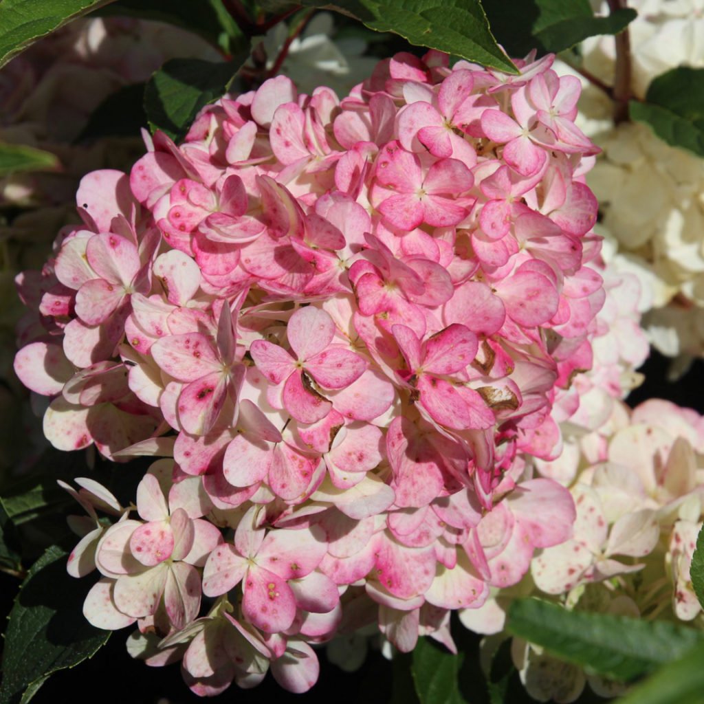 Японская роза Пинк Даймонд