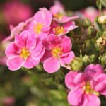 Лапчатка розовая кустарниковая Пинк Парадайс - 87-07-3164