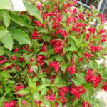 Вейгела цветущая Ред Принс - 87-07-1155