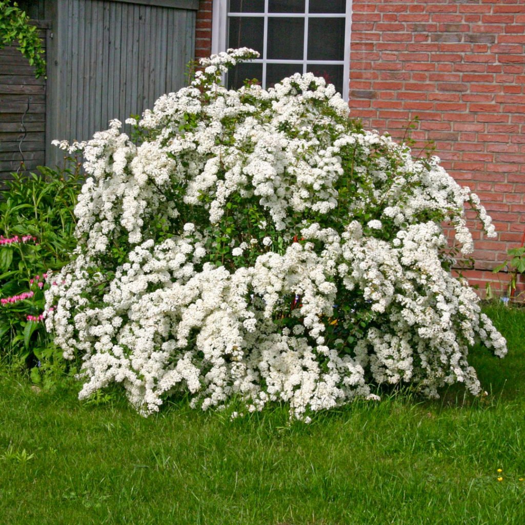 Спирея Вангутта (Spiraea vanhouttei)