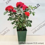 Роза миниатюрная Бэби Баккара - 1-003-00260
