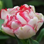 Тюльпан многоцветковый Белиция - 46-1-03-00118