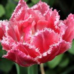 Тюльпан бахромчатый Брест - 46-1-03-00089