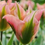 Тюльпан зеленоцветный Чайна Таун - 46-1-03-00101