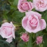 Роза флорибунда Европа - 1-003-00267
