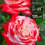 Роза чайно-гибридная Императрица Фарах - 