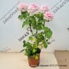 Роза чайно-гибридная Фредерик Мистраль - 1-003-00257
