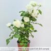 Роза плетистая Айсберг - 1-003-00263