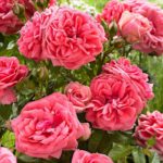 Роза флорибунда Кимоно - 1-003-00268