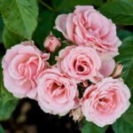 Роза шраб Лидия - 