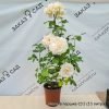 Роза чайно-гибридная Осиана - 1-003-00254