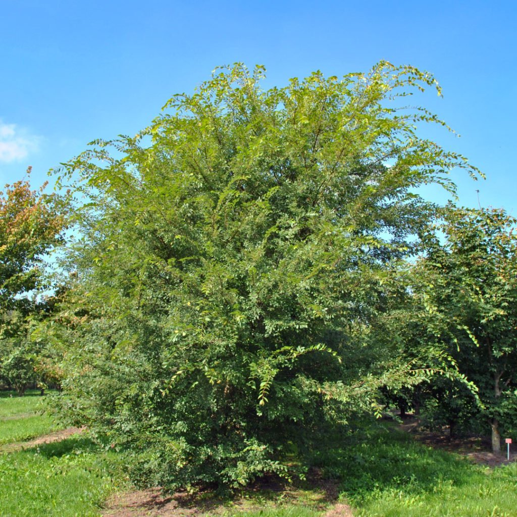 Вяз мелколистный Ulmus parvifolia