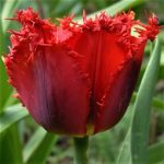 Тюльпан бахромчатый Валерий Гергиев - 46-1-03-00090