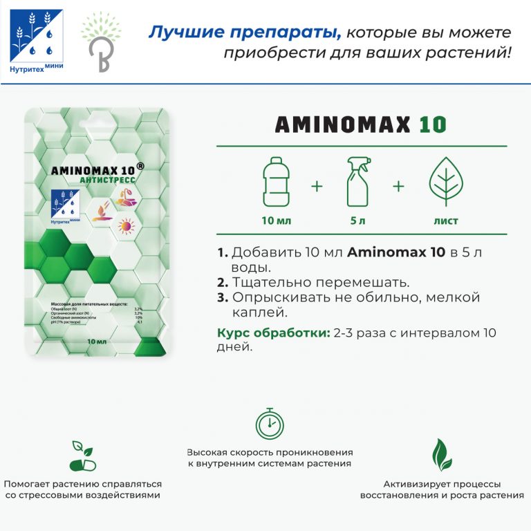 Гортензия Киушу купить саженцы из питомника с доставкой