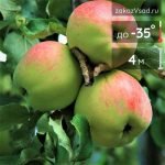 Яблоня домашняя Антоновка десертная - 1-011-00001