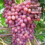 Виноград плодовый Кишмиш лучистый - 1-003-00316 - rossiya