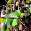 Размножение и пересадка актинидии