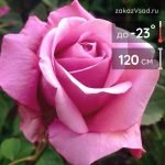 Роза чайно-гибридная Аква - 