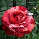 Роза плетистая крупноцветковая Джи Пи Брауни - 
