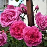 Роза плетистая крупноцветковая Декор - 