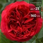 Роза плетистая крупноцветковая Эрик Таберли - 