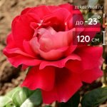 Роза чайно-гибридная Кроненбург - 