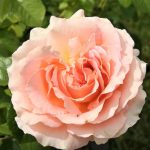 Роза плетистая крупноцветковая Полька - 